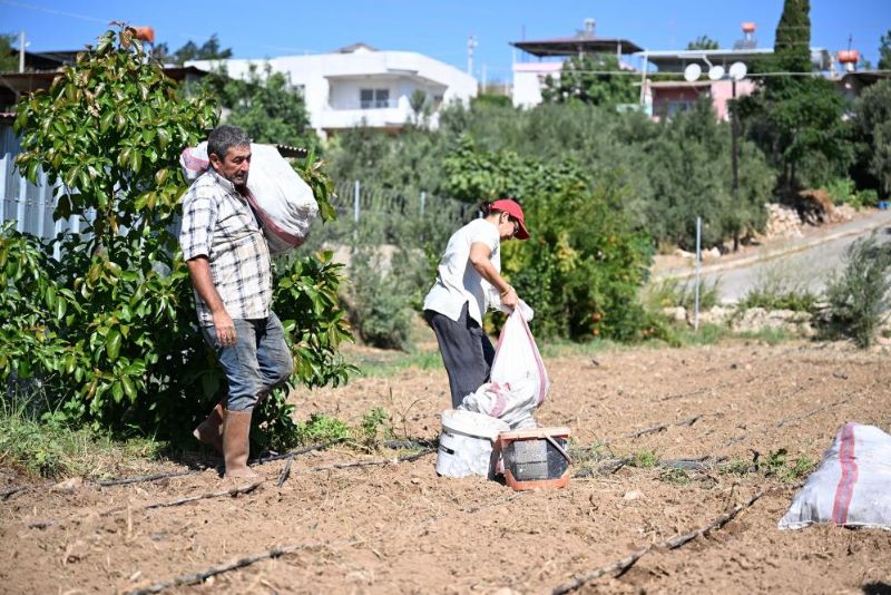 Büyükşehir'den üreticilere 10 bin enginar yumrusu desteği